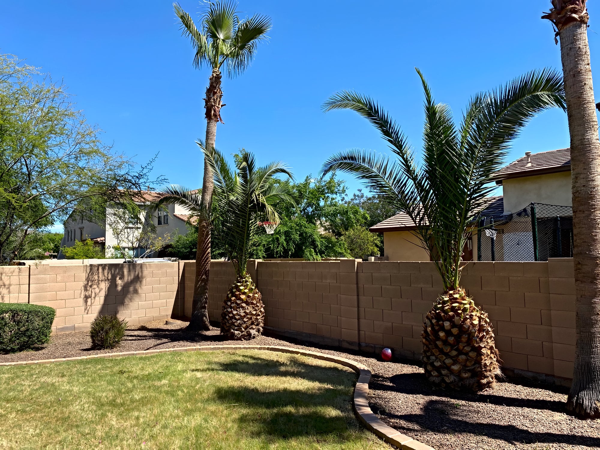 Canary date palms and fan palms in a Surprise backyard