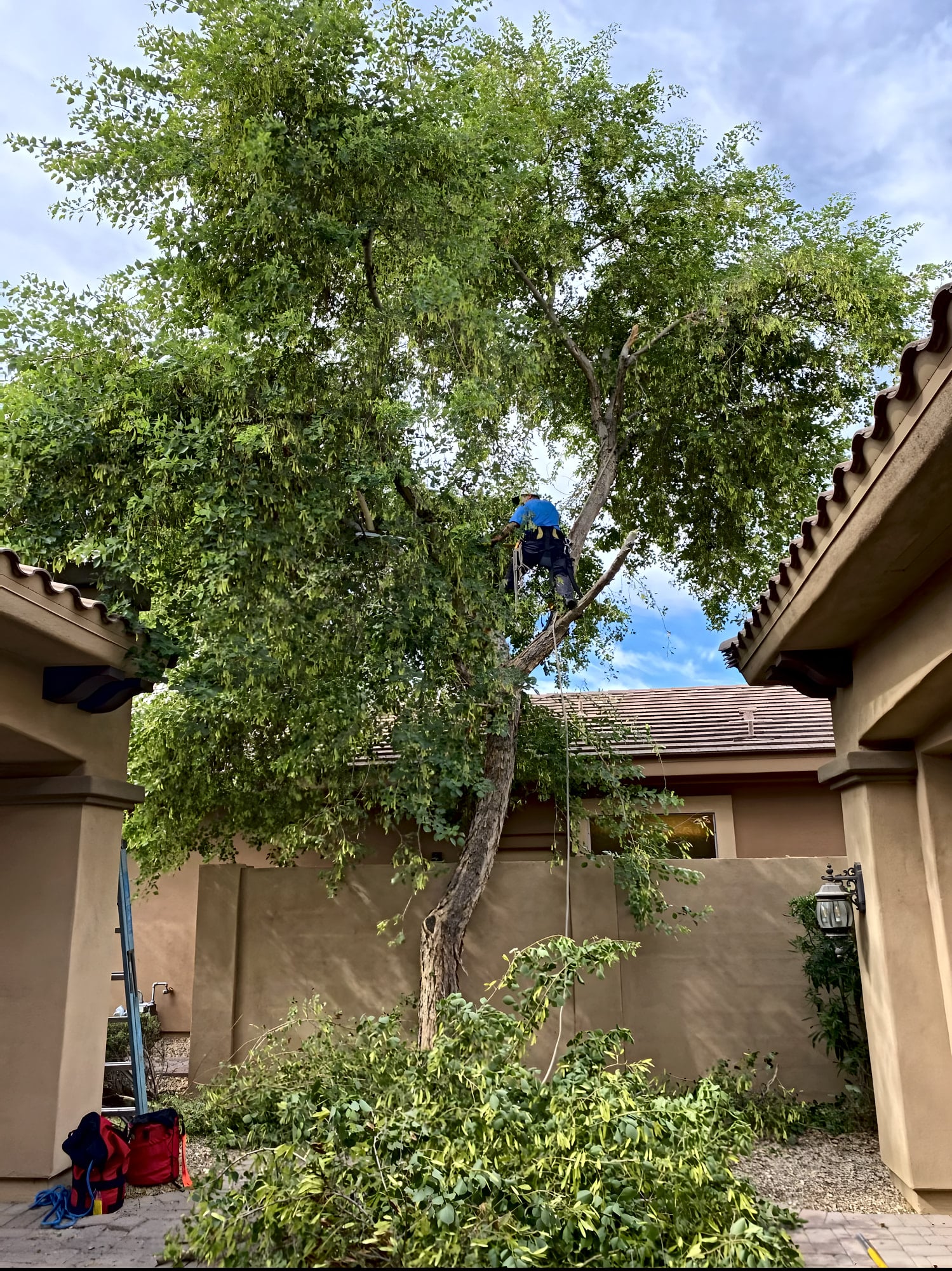 An All Green climber roped into a sissoo tree, removing limbs above a house