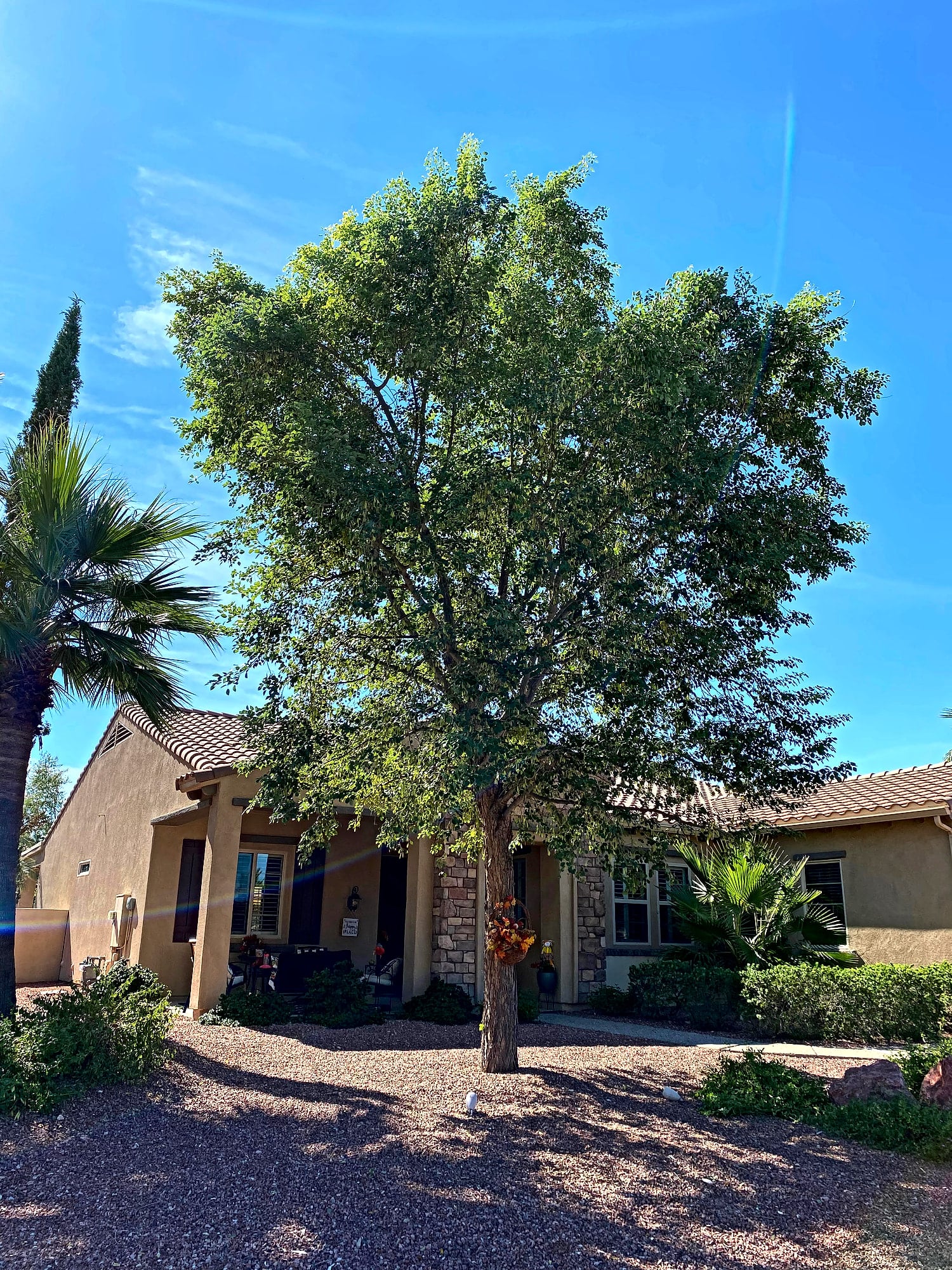 Large sissoo tree trimmed in front of a Sun City home